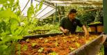 Playa Cativo Lodge, Biologischer Gemüsegarten