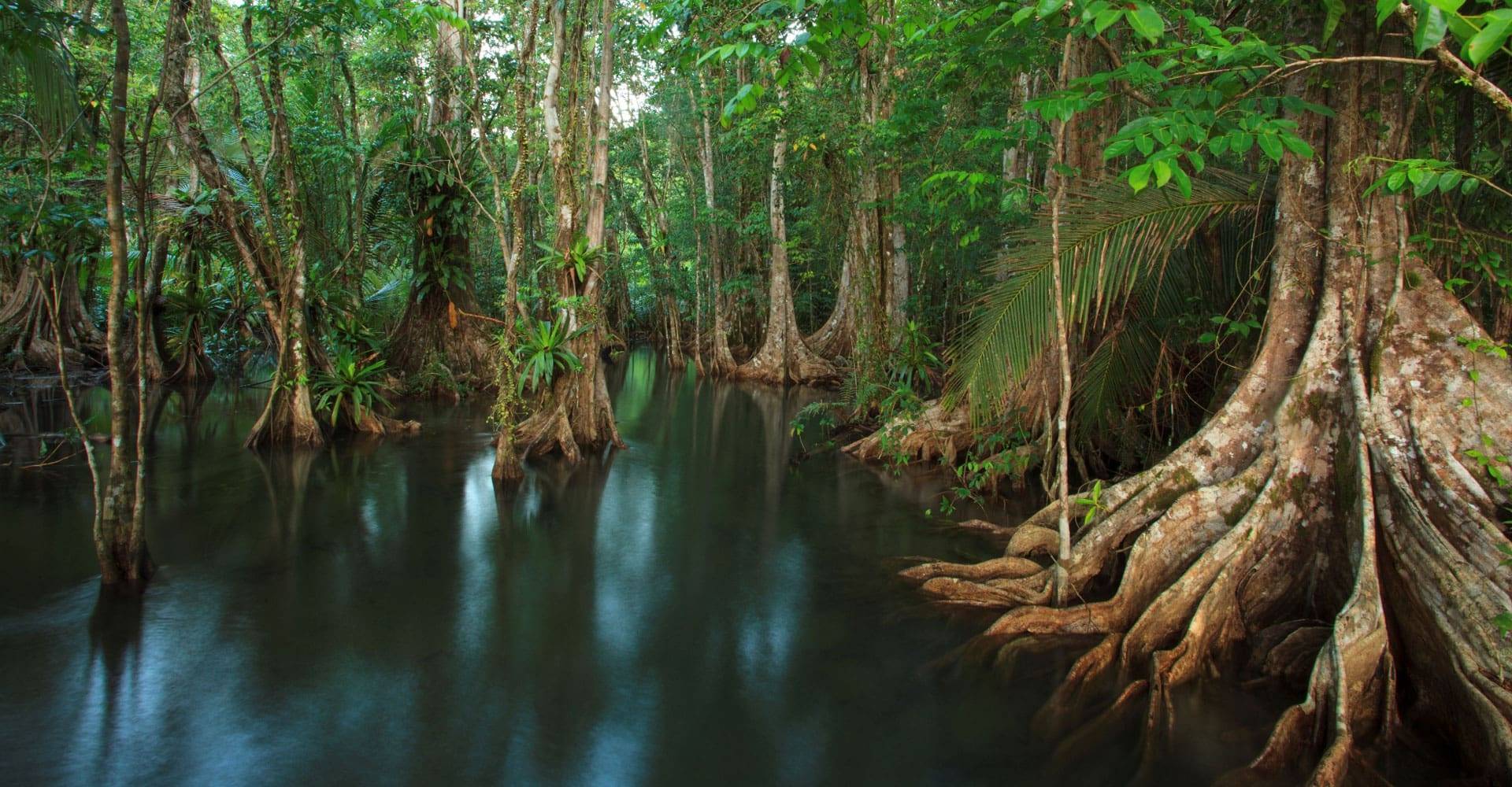 Costa Rica, Playa Cativo Lodge, Mangroven, Latin America Tours