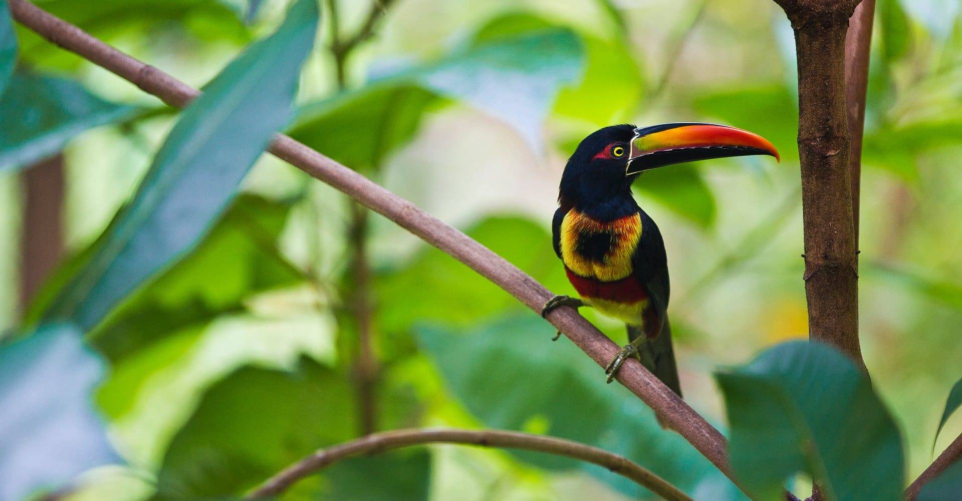 Costa Rica, Kura, Aracari, Latin America Tours