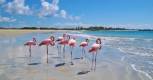 Flamingos, Galapagos