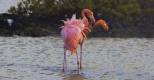 Finch Bay, Flamingos