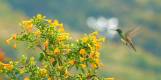 Kolibri bei Boquete, Panama