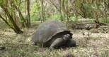 Riesenschildkröte, Galapagos