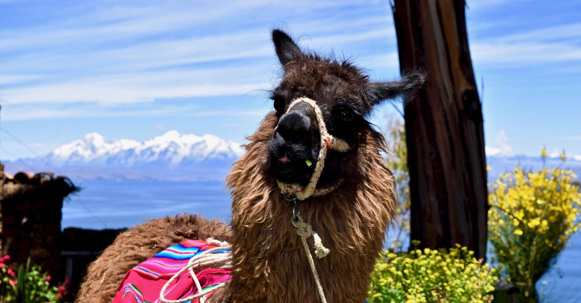 Bolivien, Posada del Inca, Alpaka, Latin America Tours