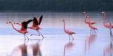 Flamingos bei Celestún, Mexiko